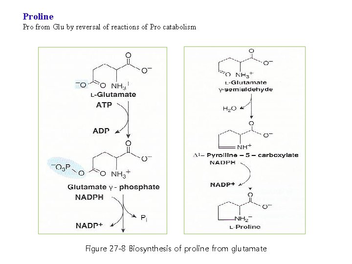 Proline Pro from Glu by reversal of reactions of Pro catabolism Figure 27 -8