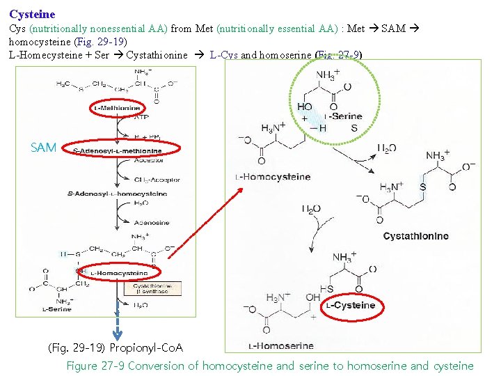 Cysteine Cys (nutritionally nonessential AA) from Met (nutritionally essential AA) : Met SAM homocysteine