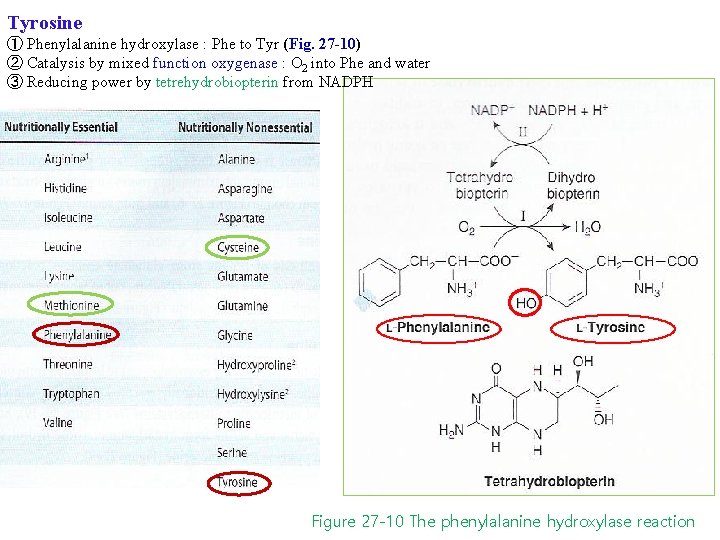 Tyrosine ① Phenylalanine hydroxylase : Phe to Tyr (Fig. 27 -10) ② Catalysis by