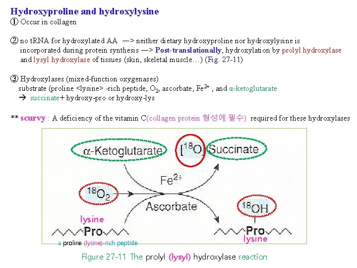 Hydroxyproline and hydroxylysine ① Occur in collagen ② no t. RNA for hydroxylated AA
