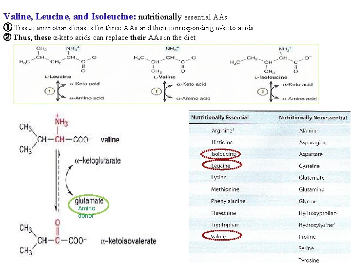 Valine, Leucine, and Isoleucine: nutritionally essential AAs ① Tissue aminotransferases for three AAs and