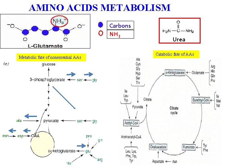 AMINO ACIDS METABOLISM Carbons NH 3 Metabolic fate of nonessential AAs Urea Catabolic fate