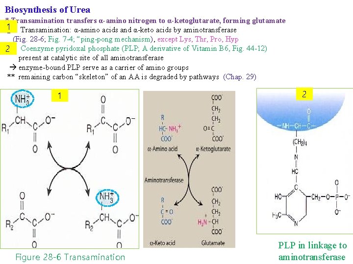 Biosynthesis of Urea * Transamination transfers α-amino nitrogen to α-ketoglutarate, forming glutamate 1 Transamination: