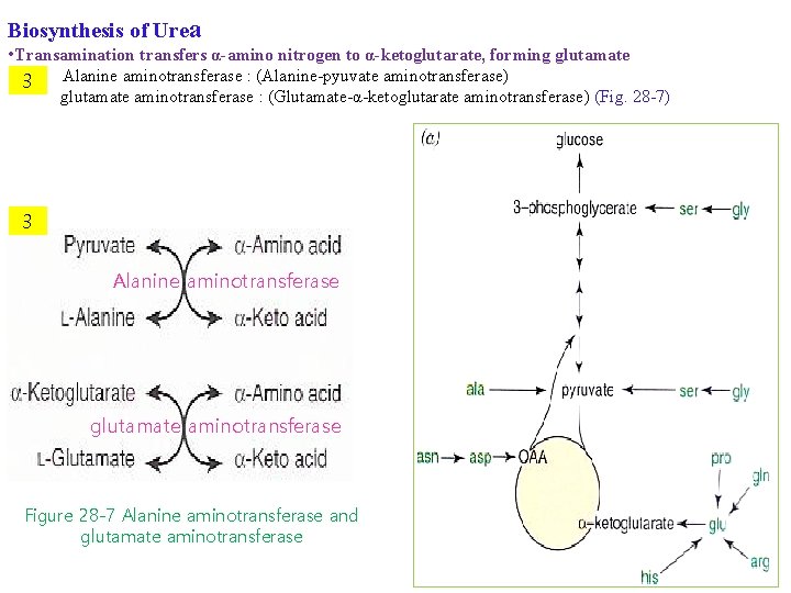 Biosynthesis of Urea • Transamination transfers α-amino nitrogen to α-ketoglutarate, forming glutamate • ③