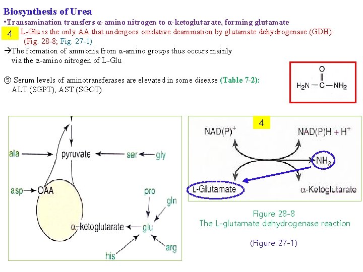 Biosynthesis of Urea • Transamination transfers α-amino nitrogen to α-ketoglutarate, forming glutamate • 4