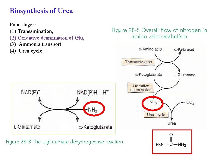 Biosynthesis of Urea Four stages: (1) Transamination, (2) Oxidative deamination of Glu, (3) Ammonia