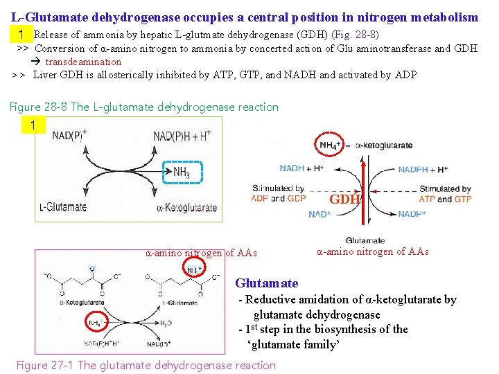 L-Glutamate dehydrogenase occupies a central position in nitrogen metabolism ① 1 Release of ammonia
