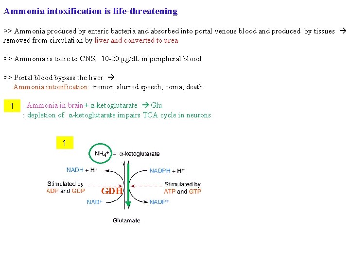 Ammonia intoxification is life-threatening >> Ammonia produced by enteric bacteria and absorbed into portal