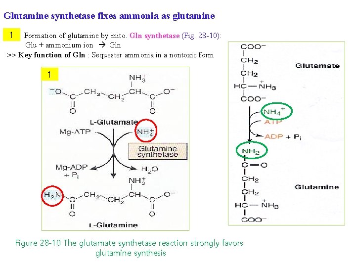 Glutamine synthetase fixes ammonia as glutamine -1 Formation of glutamine by mito. Gln synthetase