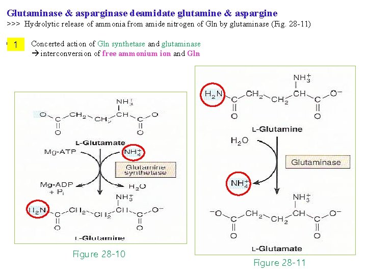 Glutaminase & asparginase deamidate glutamine & aspargine >>> Hydrolytic release of ammonia from amide