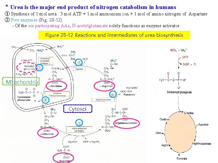 * Urea is the major end product of nitrogen catabolism in humans ① Synthesis