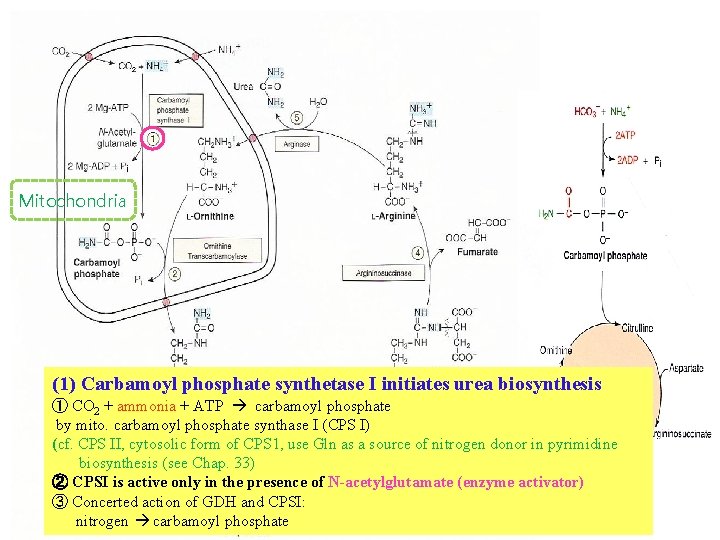 Mitochondria (1) Carbamoyl phosphate synthetase I initiates urea biosynthesis ① CO 2 + ammonia
