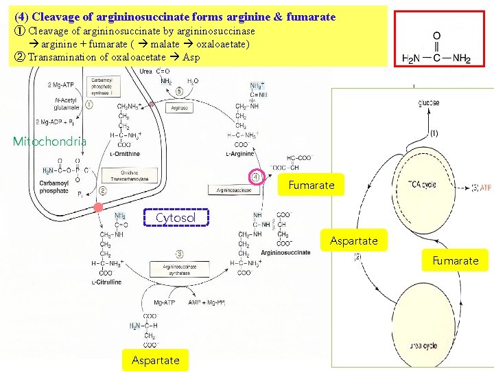 (4) Cleavage of argininosuccinate forms arginine & fumarate ① Cleavage of argininosuccinate by argininosuccinase