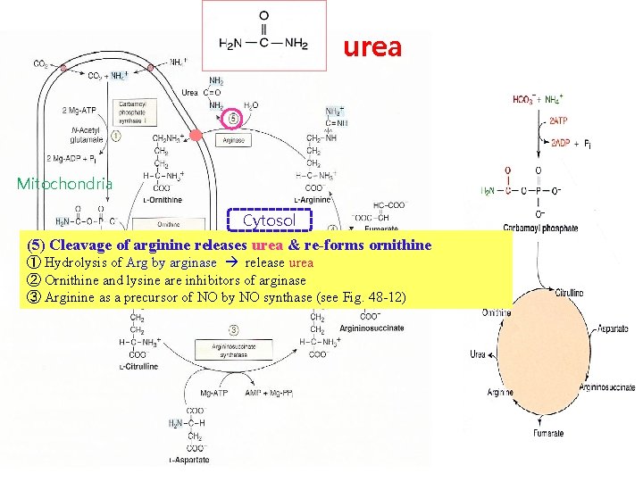 urea Mitochondria Cytosol (5) Cleavage of arginine releases urea & re-forms ornithine ① Hydrolysis