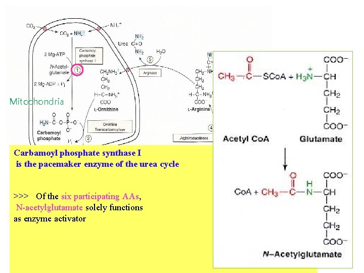 Mitochondria Carbamoyl phosphate synthase I is the pacemaker enzyme of the urea cycle >>>