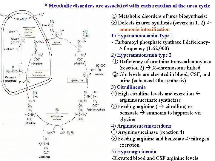 * Metabolic disorders are associated with each reaction of the urea cycle ① Metabolic