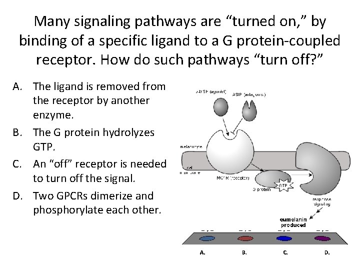 Many signaling pathways are “turned on, ” by binding of a specific ligand to