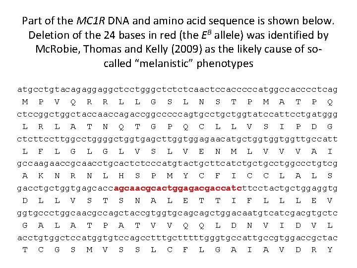 Part of the MC 1 R DNA and amino acid sequence is shown below.