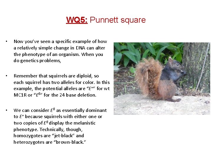 WQ 5: Punnett square • • • Now you’ve seen a specific example of