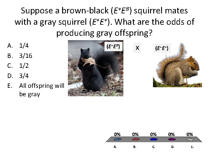 Suppose a brown-black (E+EB) squirrel mates with a gray squirrel (E+E+). What are the