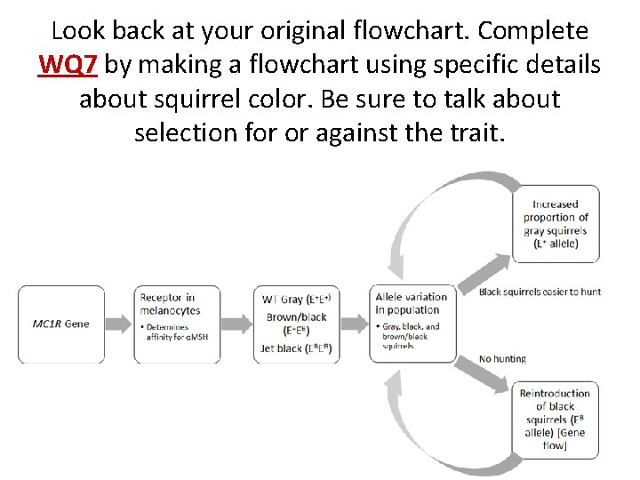 Look back at your original flowchart. Complete WQ 7 by making a flowchart using