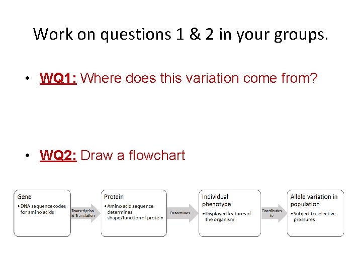 Work on questions 1 & 2 in your groups. • WQ 1: Where does