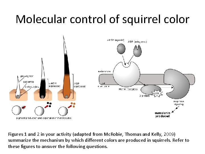 Molecular control of squirrel color Figures 1 and 2 in your activity (adapted from