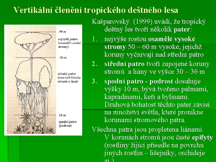 Vertikální členění tropického deštného lesa Kašparovský (1999) uvádí, že tropický deštný les tvoří několik