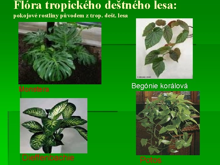 Flóra tropického deštného lesa: pokojové rostliny původem z trop. dešt. lesa Monstera Dieffenbachie Begónie