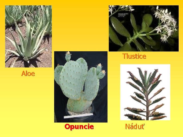 Tlustice Aloe Opuncie Náduť 
