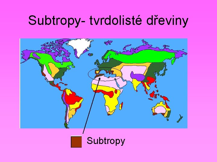 Subtropy- tvrdolisté dřeviny Subtropy 