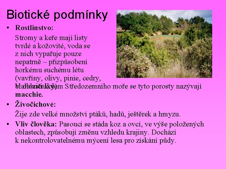 Biotické podmínky • Rostlinstvo: Stromy a keře mají listy tvrdé a kožovité, voda se