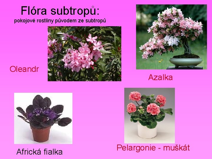 Flóra subtropů: pokojové rostliny původem ze subtropů Oleandr Africká fialka Azalka Pelargonie - muškát