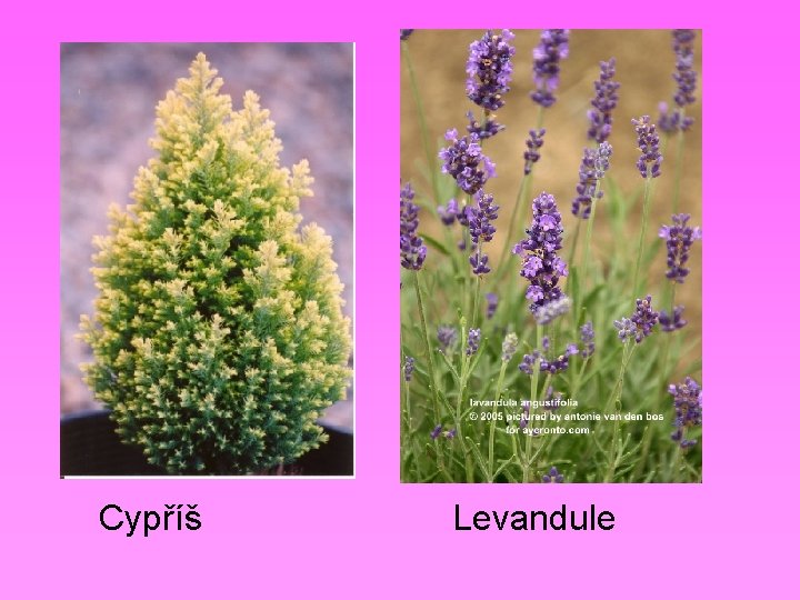Cypříš Levandule 