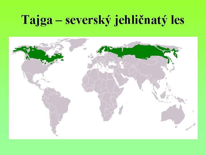 Tajga – severský jehličnatý les 
