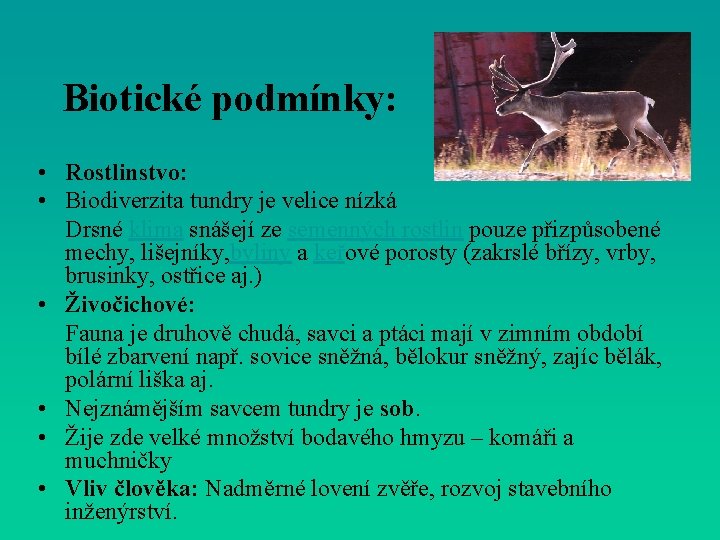 Biotické podmínky: • Rostlinstvo: • Biodiverzita tundry je velice nízká Drsné klima snášejí ze