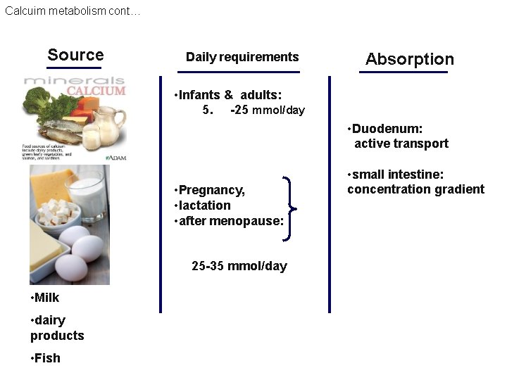 Calcuim metabolism cont… Source Daily requirements Absorption • Infants & adults: 5. -25 mmol/day