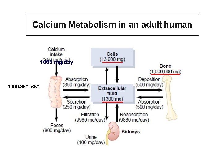 Calcium Metabolism in an adult human 1000 mg/day 1000 -350=650 