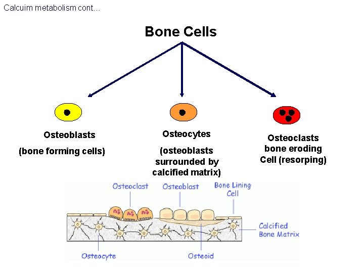 Calcuim metabolism cont… Bone Cells Osteoblasts (bone forming cells) Osteocytes (osteoblasts surrounded by calcified