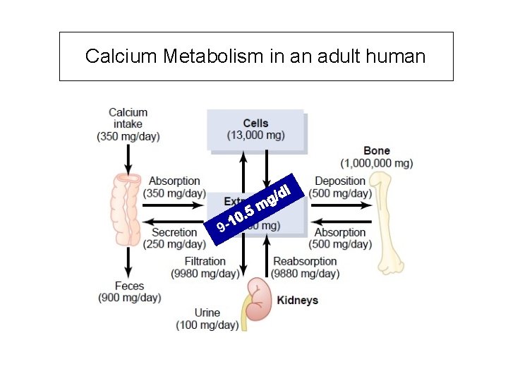 Calcium Metabolism in an adult human 