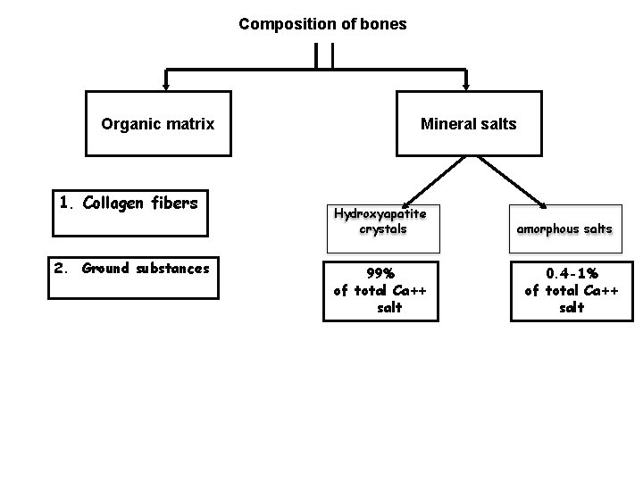 Composition of bones Organic matrix 1. Collagen fibers 2. Ground substances Mineral salts Hydroxyapatite