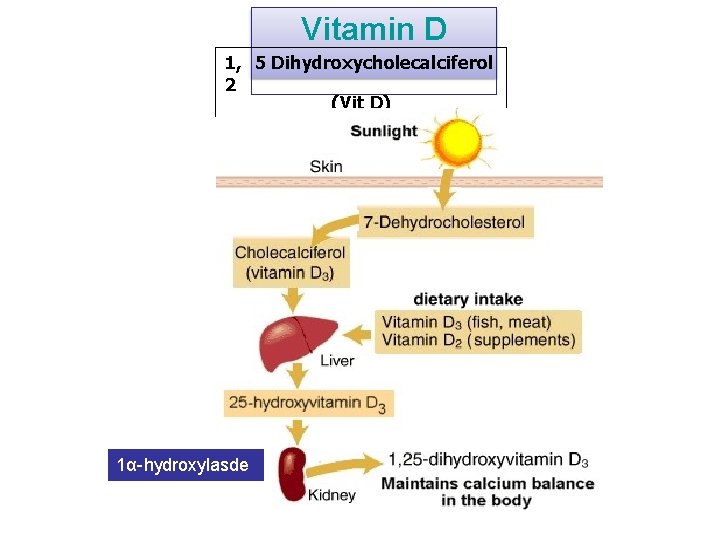 Vitamin D 1, 5 Dihydroxycholecalciferol 2 (Vit D) 1α-hydroxylasde 