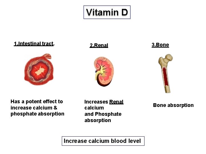 Vitamin D 1. Intestinal tract. 2. Renal Has a potent effect to increase calcium
