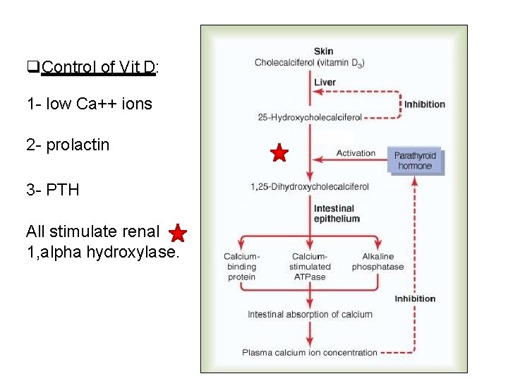  Control of Vit D: 1 - low Ca++ ions 2 - prolactin 3