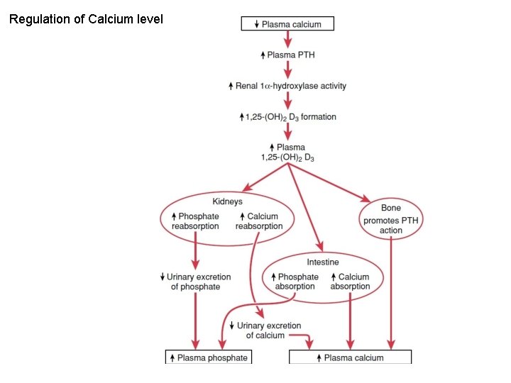 Regulation of Calcium level 