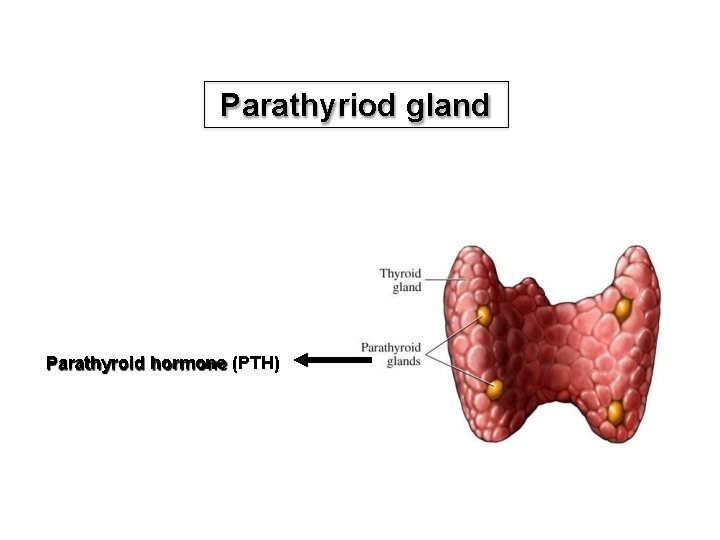 Parathyriod gland Parathyroid hormone (PTH) 