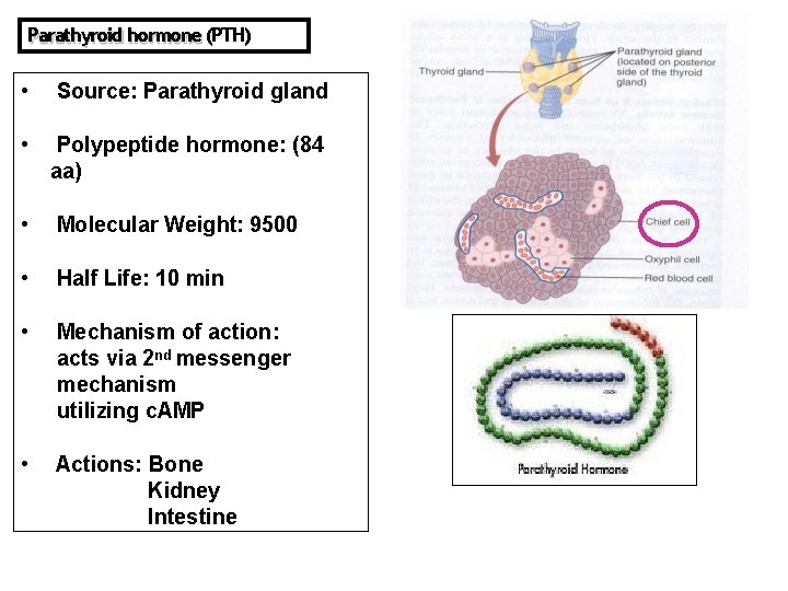 Parathyroid hormone (PTH) • Source: Parathyroid gland • Polypeptide hormone: (84 aa) • Molecular