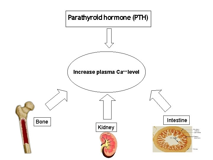 Parathyroid hormone (PTH) Increase plasma Ca++ level Bone Intestine Kidney 