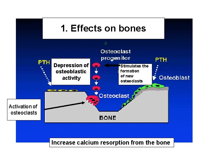 1. Effects on bones Depression of osteoblastic activity Stimulates the formation of new osteoclasts