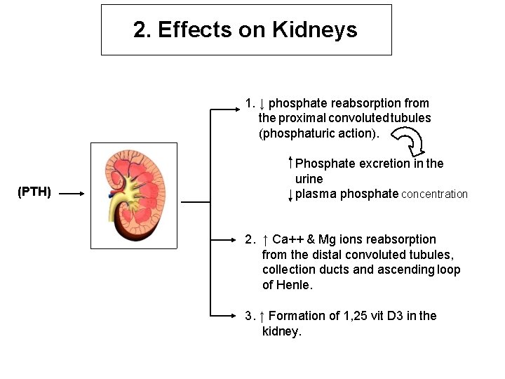 2. Effects on Kidneys 1. ↓ phosphate reabsorption from the proximal convoluted tubules (phosphaturic